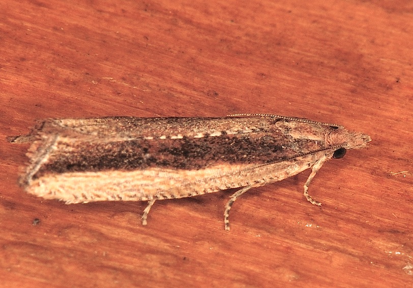 Tortricidae N. 6